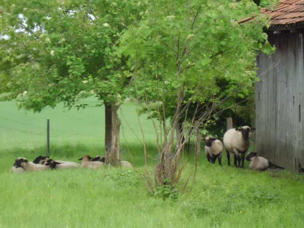 Schafe neben der Scheune im Grünen