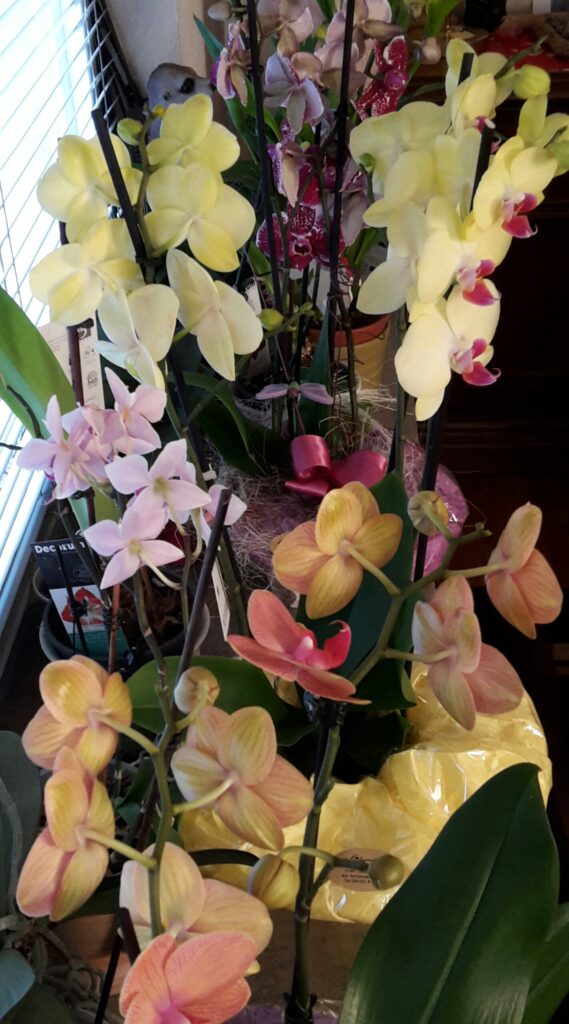 Orchideen auf einer Fensterbank